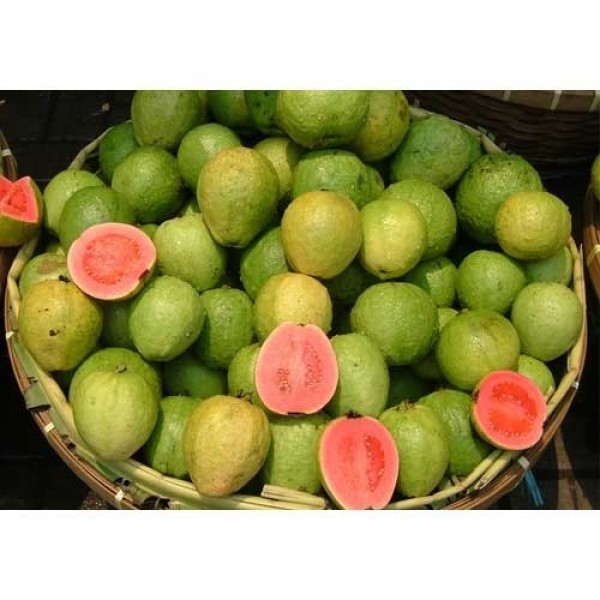 Amrud Allahabadi - Seeds(1kg)